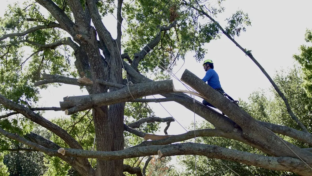 Professional Hazardous Tree Removal performed by certified arborists in Thedford