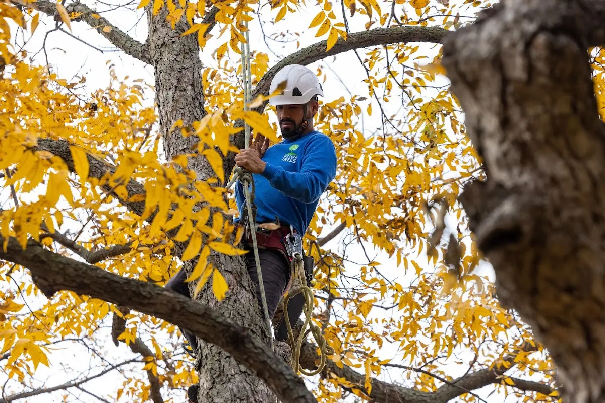 Skilled Storm Damage Cleanup crew working in Thedford